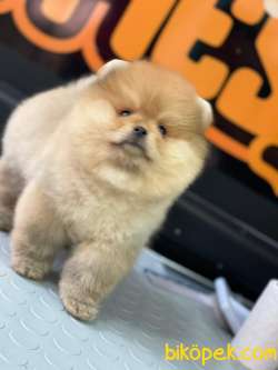 Pomeranian Teddy Bear 4