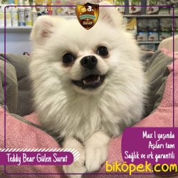 Pomeranian Teddy Bear Kar Beyaz 1 Yaşında 2