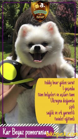 Pomeranian Teddy Bear Kar Beyaz 1 Yaşında 1