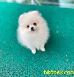 Pomeranian Teddy Bear Yavrular 1