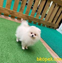 Pomeranian Teddy Bear Yavrular 4
