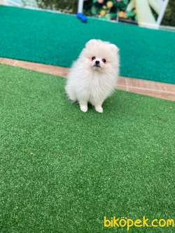 Pomeranian Teddy Bear Yavrular 3