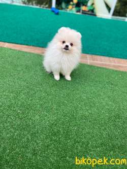 Pomeranian Teddy Bear Yavrular 2