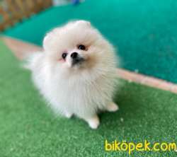 Pomeranian Teddy Bear Yavrular 5