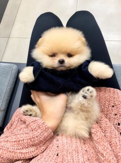 Pomeranian Teddy Face Mini Ayıcık Yavrumuz 3