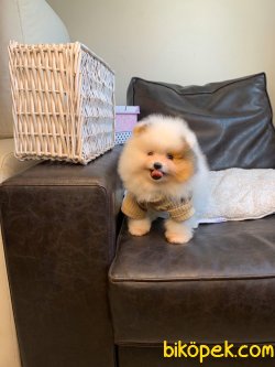 Pomeranian Teddy Face Mini Ayıcık Yavrumuz 4