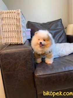Pomeranian Teddy Face Mini Ayıcık Yavrumuz 3
