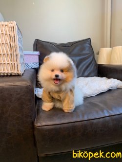 Pomeranian Teddy Face Mini Ayıcık Yavrumuz 1