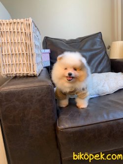 Pomeranian Teddy Face Mini Ayıcık Yavrumuz 2