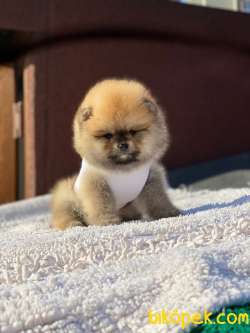 Mini Boy Dişi Pomeranian Boo Yavrumuz 3