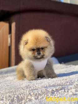 Mini Boy Dişi Pomeranian Boo Yavrumuz 1