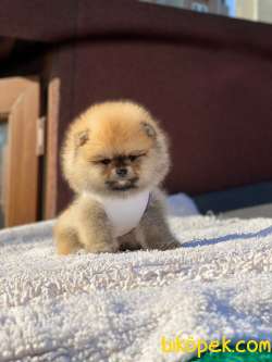 Mini Boy Dişi Pomeranian Boo Yavrumuz 2