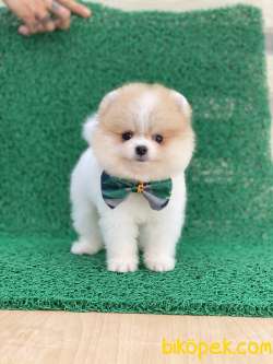 POMERANİAN TEDDY FACE YAVRUMUZ GELMİŞTİR 3