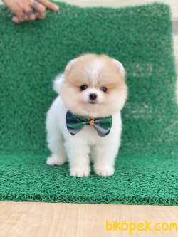 POMERANİAN TEDDY FACE YAVRUMUZ GELMİŞTİR 1