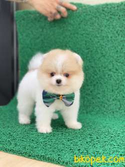 POMERANİAN TEDDY FACE YAVRUMUZ GELMİŞTİR 2