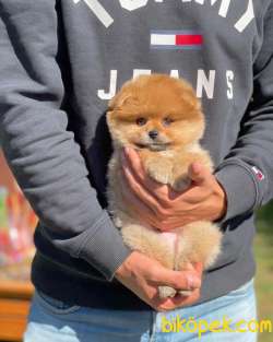 Pomeranian Teddy Surat 2
