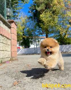Pomeranian Teddy Surat 3