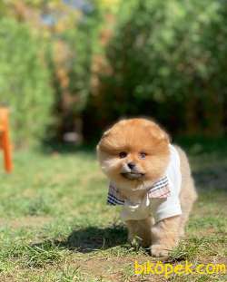Pomeranian Teddy Surat 1