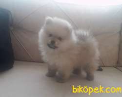 Pomeranian Teddy Yavru 3