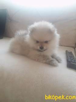 Pomeranian Teddy Yavru 5