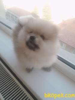Pomeranian Teddy Yavru 1
