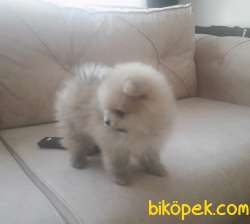 Pomeranian Teddy Yavru 4