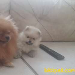 Pomeranian Teddy Yavru 2