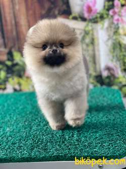 Pomeranian Teddybear Erkek 1