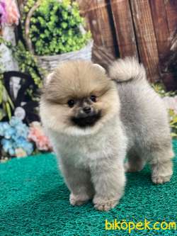 Pomeranian Teddybear Erkek 3