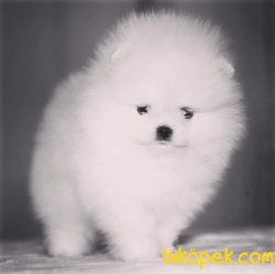 Pomeranian Teddybear Safkan Boo 4