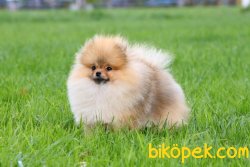 Pomeranian Teddybear Safkan Boo 1