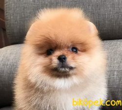 Pomeranian Teddybear Safkan Boo 2