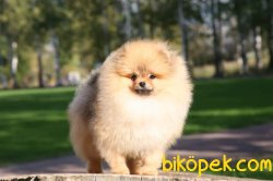 Pomeranian Teddybear Safkan Boo 5