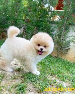 Pomeranian Teddyface 2