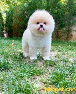 Pomeranian Teddyface 1