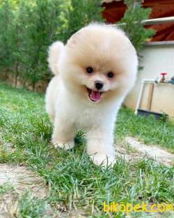 Pomeranian Teddyface 3