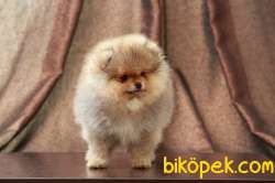 Pomeranian Tedy Bear Yavrularımız 4
