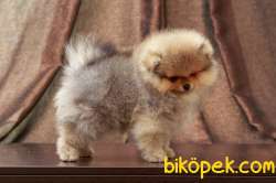 Pomeranian Tedy Bear Yavrularımız 5