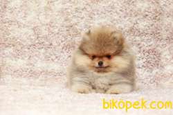Pomeranian Tedy Bear Yavrularımız 3