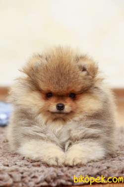 Pomeranian Tedy Bear Yavrularımız 1