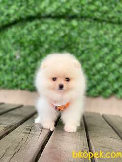 Pomeranian Tedy Yavrular 2