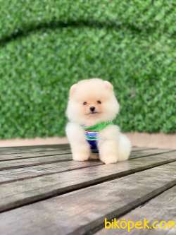 Pomeranian Tedy Yavrular 3
