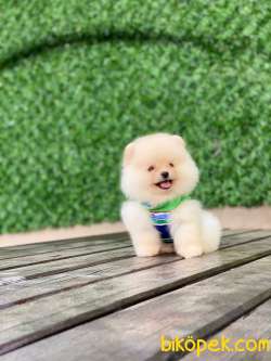 Pomeranian Tedy Yavrular 2