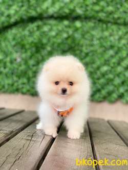 Pomeranian Tedy Yavrular 4