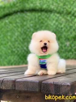 Pomeranian Tedy Yavrular 5