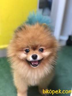 Pomeranian Tedyy Rusya Evraklı 2