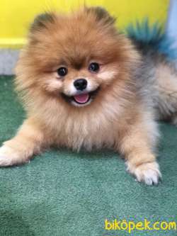 Pomeranian Tedyy Rusya Evraklı 1