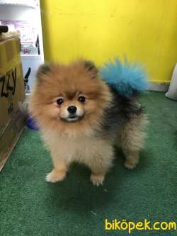 Pomeranian Tedyy Rusya Evraklı 3