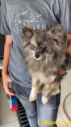 Pomeranian Tilki Surat 1