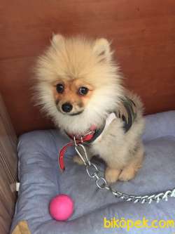 Pomeranian Tilki Surat Oyuncu Sevecen 1